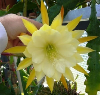 (image for) Epiphyllum [Orchid Cactus] 'George French' 5 Seeds - Click Image to Close